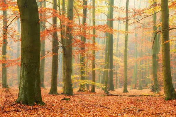 Herbstmorgen im alten Buchenwald — Stockfoto