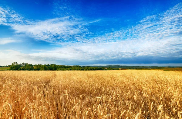 Beautiful cloudy sky over summer fields — Stock Photo, Image