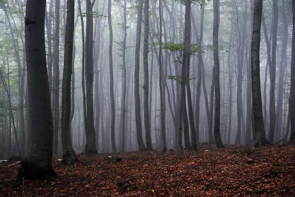 Matin brumeux dans la vieille forêt de hêtres — Photo