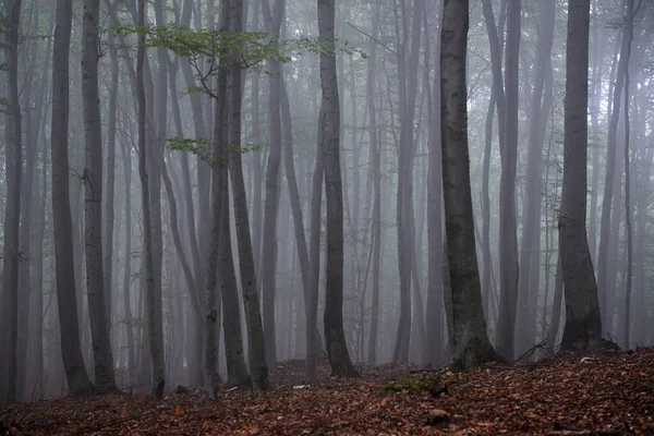 Mlhavé ráno ve starém bukovém lese — Stock fotografie