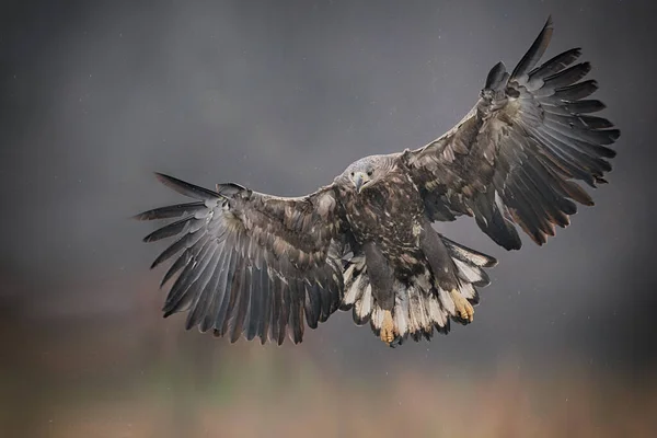 White tailed eagle (Haliaeetus albicilla) — Stock Photo, Image