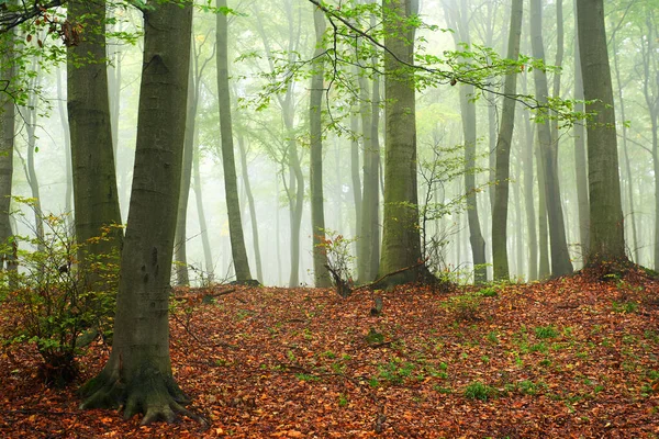 Misty ochtend in oud beukenbos — Stockfoto