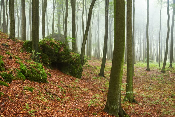 Matin brumeux dans la vieille forêt de hêtres — Photo