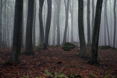 Kayın ormanlarında puslu bir sabah