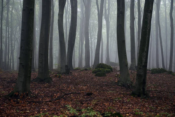 Mglisty poranek w starym lesie bukowym — Zdjęcie stockowe