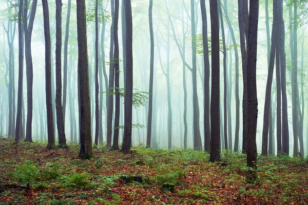 Kayın ormanlarında puslu bir sabah — Stok fotoğraf