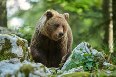 Vahşi kahverengi ayı (Ursus arctos) yakın çekim