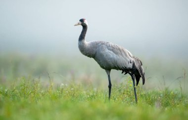 Yaygın vinç kuşu (Grus grus)