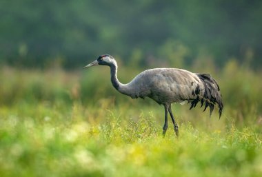 Yaygın vinç kuşu (Grus grus)