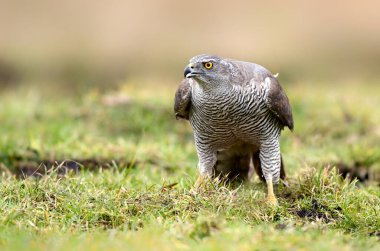 Kuzey Şahini (Accipiter gentilis) kapat