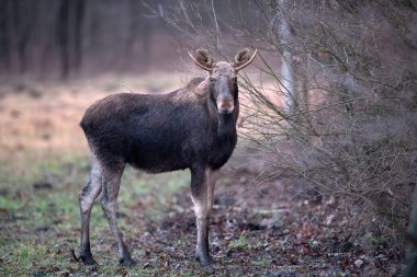 Geyik / Geyik (Alces alces) kapat