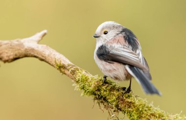 Uzun baştankara kuyruklu (Aegithalos caudatus)