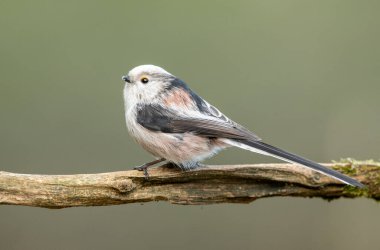 Uzun baştankara kuyruklu (Aegithalos caudatus)