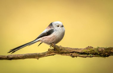 Uzun baştankara kuyruklu (Aegithalos caudatus)