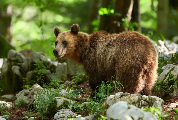 Vahşi Kahverengi Ayı Ursus Arctos Yakın Çekim — Stok fotoğraf