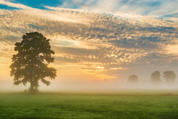 Osamělý Strom Barevné Obloze Pozadí Během Mlhavého Východu Slunce — Stock fotografie