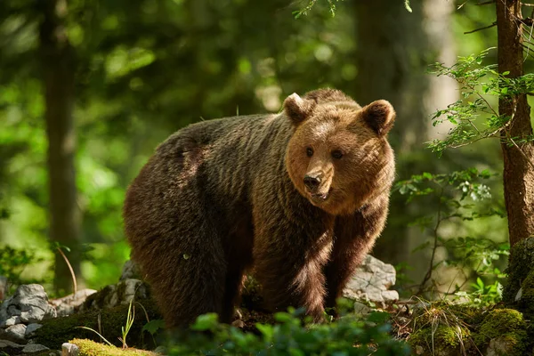 Vadon Élő Barna Medve Ursus Arctos Közelről — Stock Fotó