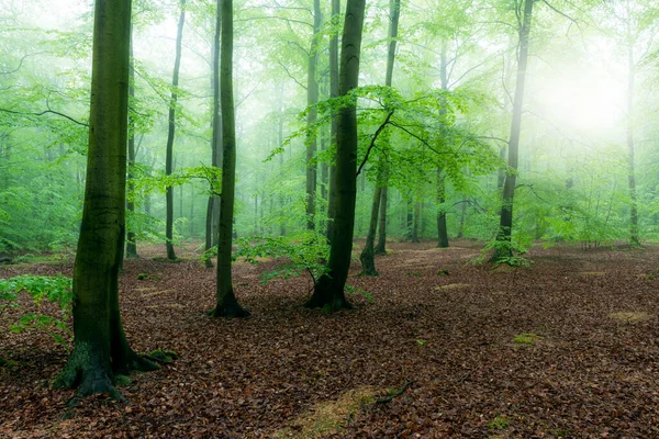 Mglisty Poranek Starym Lesie Bukowym — Zdjęcie stockowe