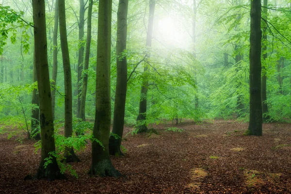 Mglisty Poranek Starym Lesie Bukowym — Zdjęcie stockowe