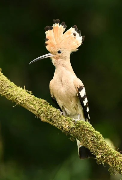 Eurasian Hoopoe Common Hoopoe Upupa Epops — Stock Photo, Image