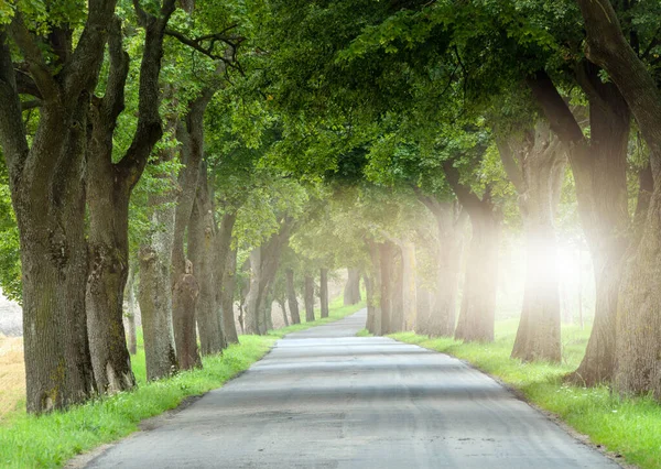 Old Maple Avenue Foggy Day — Stock Photo, Image