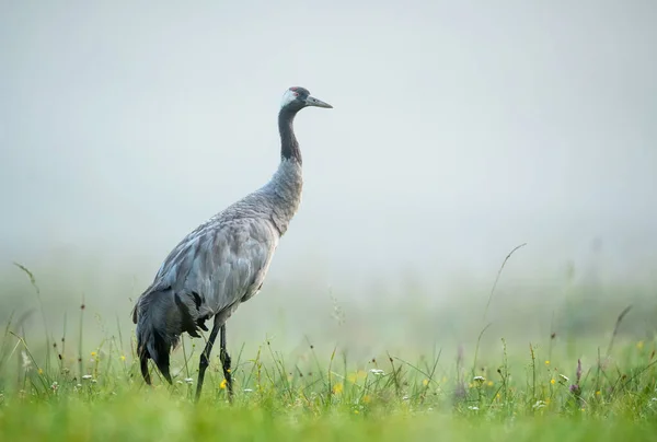 Żuraw Pospolity Grus Grus — Zdjęcie stockowe