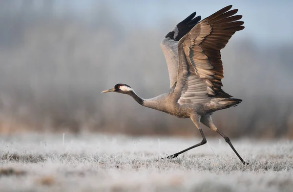 Grue Commune Grus Grus — Photo