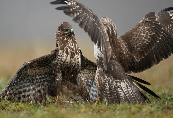 Звичайний Бульвар Buteo Buteo Закривається — стокове фото