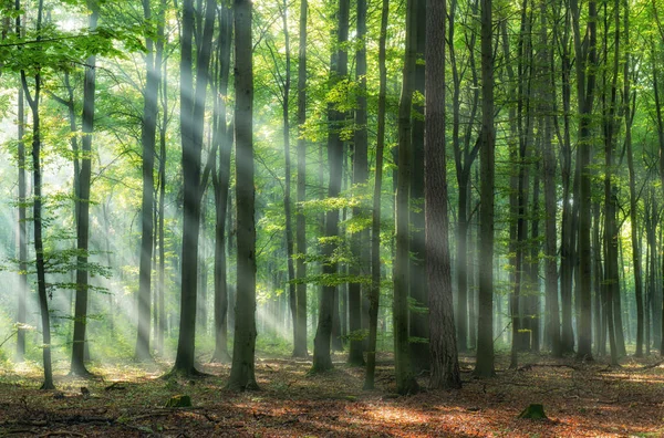 Schöner Morgen Wald — Stockfoto