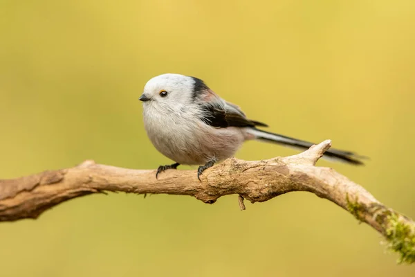 Langschwanzmeise Aegithalos Caudatus — Stockfoto