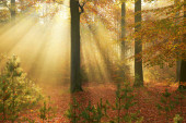 Картина, постер, плакат, фотообои "autumn morning in old forest", артикул 406364068