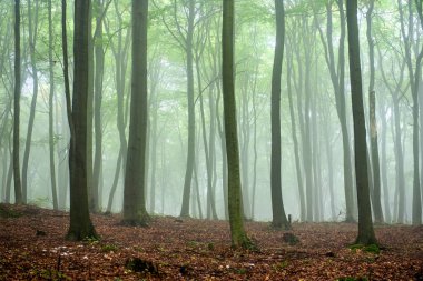 Yeşil ormanda sisli bir sabah