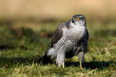 Kuzey Şahini (Accipiter gentilis) kapat