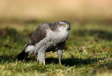 Kuzey Şahini (Accipiter gentilis) kapat