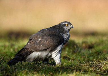 Kuzey Şahini (Accipiter gentilis) kapat
