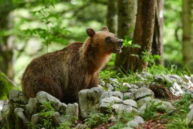 Vahşi kahverengi ayı (Ursus arctos) yakın çekim