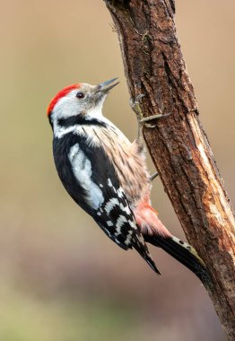 Orta benekli ağaçkakan (Dendrocoptes medius)