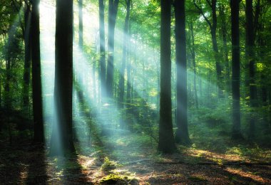 Yeşil ormanda güzel bir gün doğumu