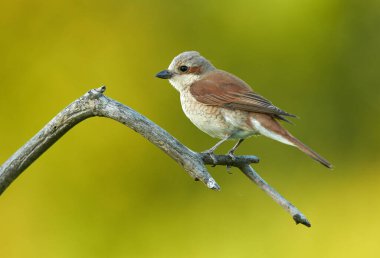 Kırmızı Shrike 'ı destekledi (Lanius collurio)