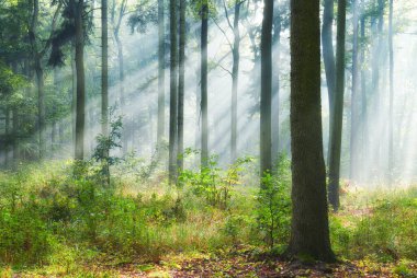Eski ormanda sonbahar sabahı