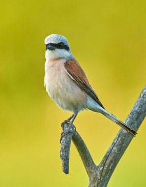 Kırmızı Shrike 'ı destekledi (Lanius collurio)