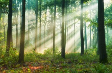 Ormanda güzel bir sabah