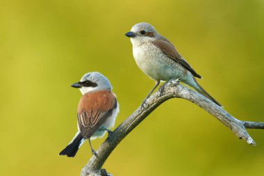 Kırmızı Shrike 'ı destekledi (Lanius collurio)