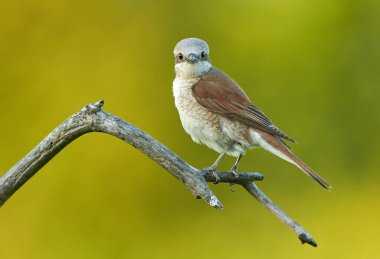 Red backed Shrike (Lanius collurio) clipart