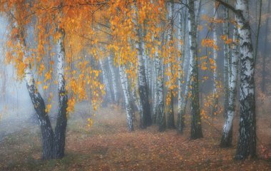 Sonbahar huş ağacının sisli sabahı