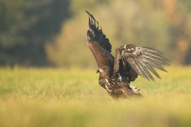 Beyaz kuyruklu kartal (Haliaeetus albicilla)