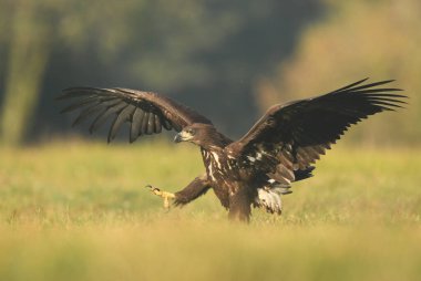 Beyaz kuyruklu kartal (Haliaeetus albicilla)