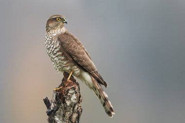 Serçe Şahin (Accipiter nisus) dişi