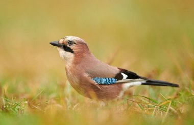 Avrasya alakargası (Garrulus glandarius) yakın çekim