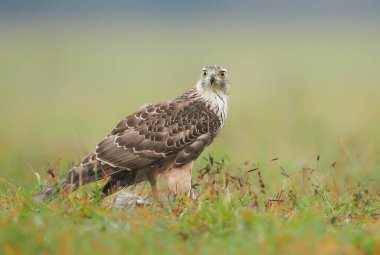 Kuzey Goshwak (Accipiter gentilis) kapat